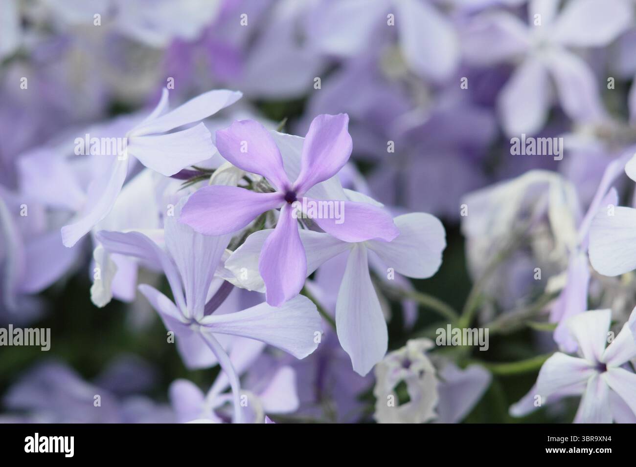 Phlox divaricata 'Blue Perfume'. Aussi appelé Sweet william 'Blue Perfume', pérenne semi-persistante avec des fleurs parfumées bleu lilas. Printemps - mai. ROYAUME-UNI Banque D'Images