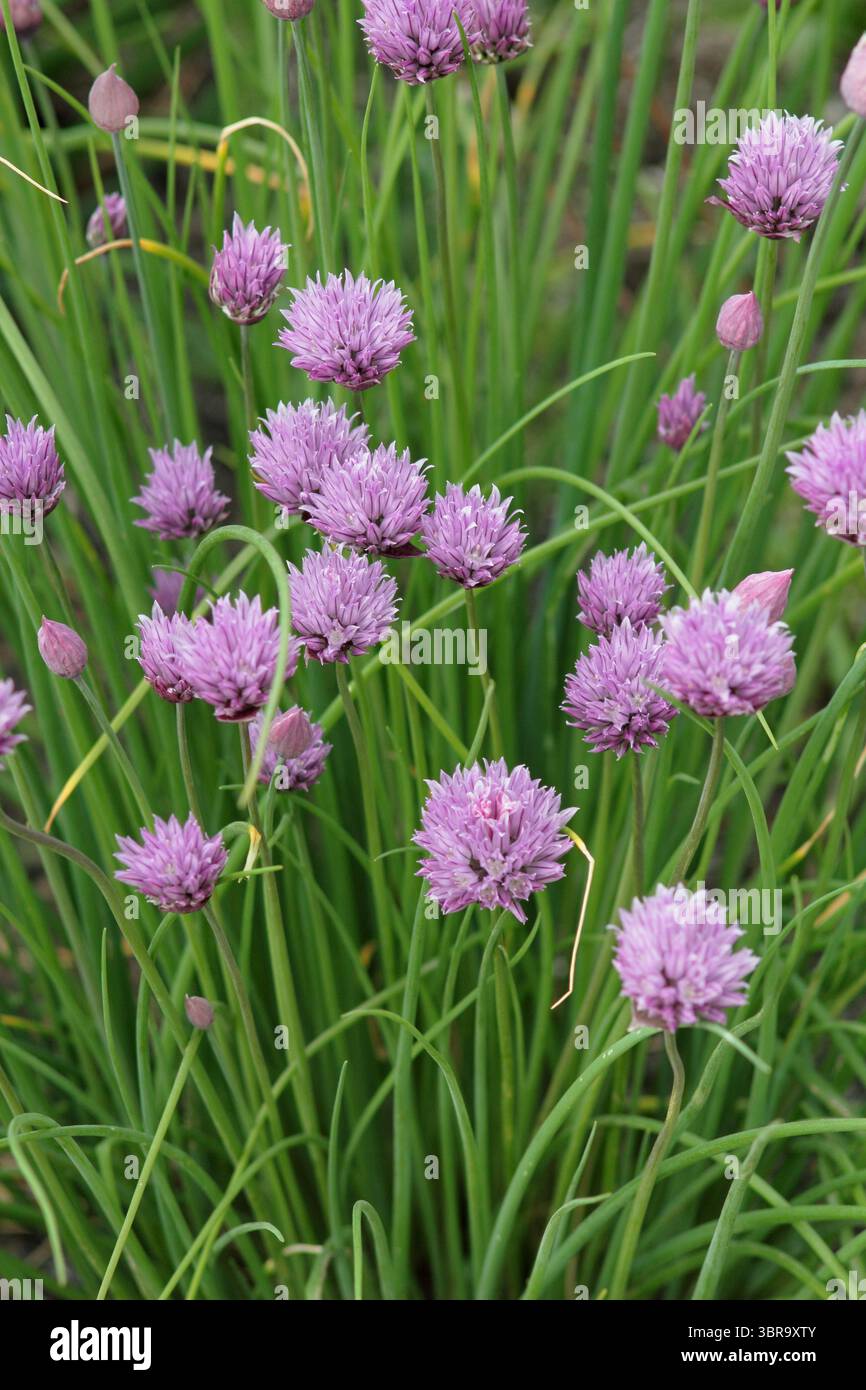 Allium schoenoprasum. Ciboulette, une herbe culinaire, fleurs dans une bordure de jardin de printemps tardif. ROYAUME-UNI Banque D'Images