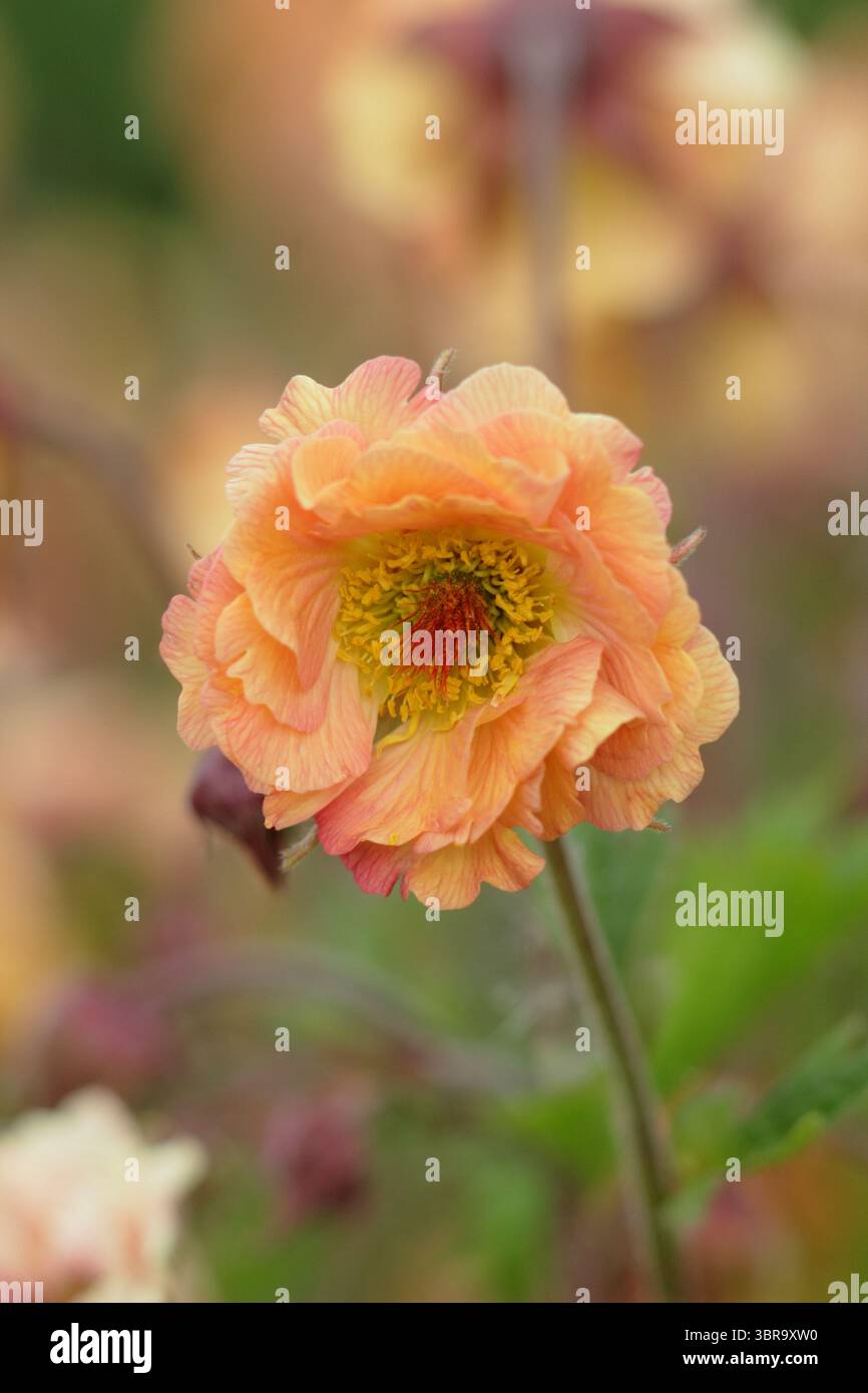 Geum 'mai Tai', série de cocktails met des fleurs dans une bordure de jardin de printemps tardif. ROYAUME-UNI Banque D'Images