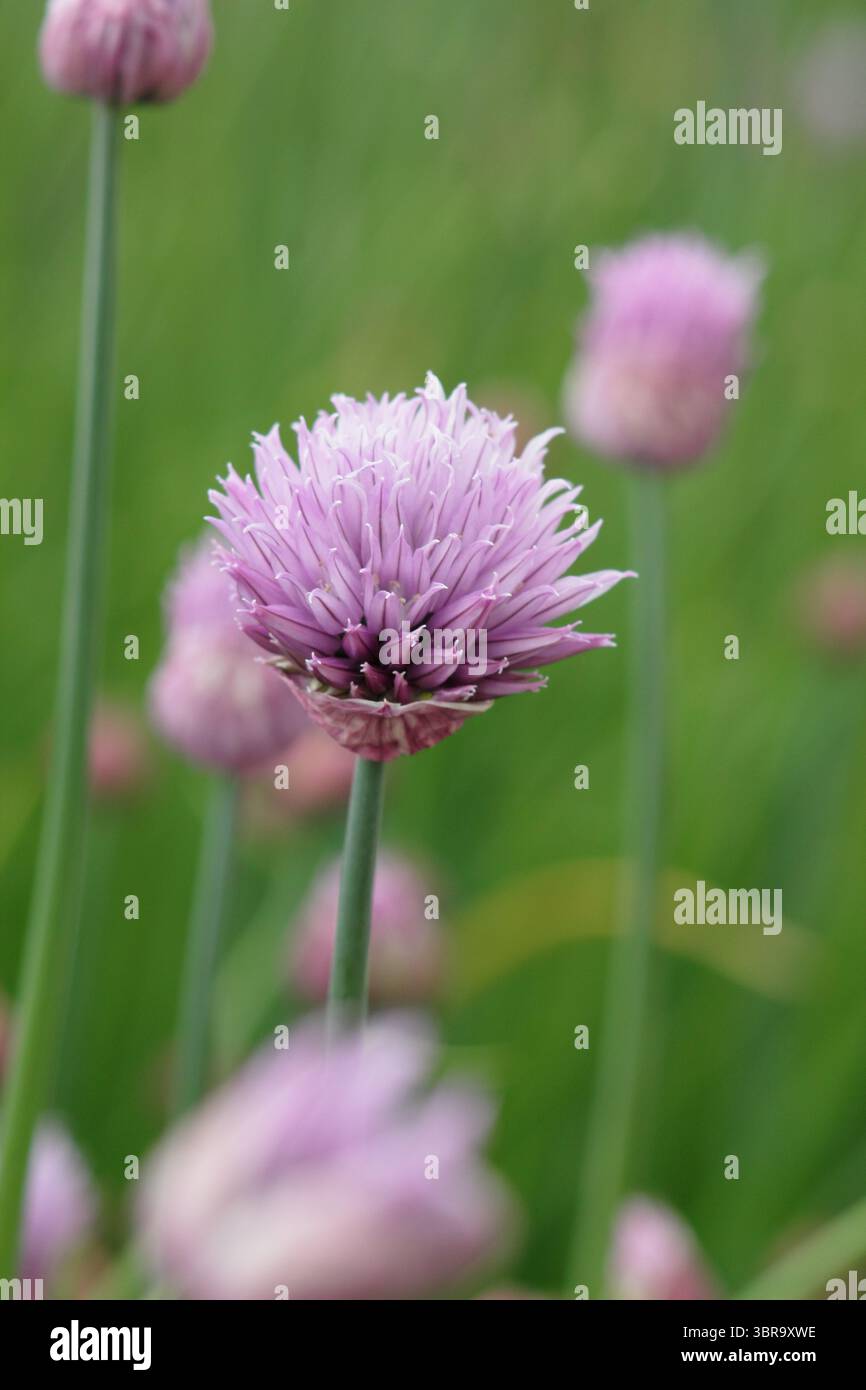 Allium schoenoprasum. Ciboulette, une herbe culinaire, fleurs dans une bordure de jardin de printemps tardif. ROYAUME-UNI Banque D'Images
