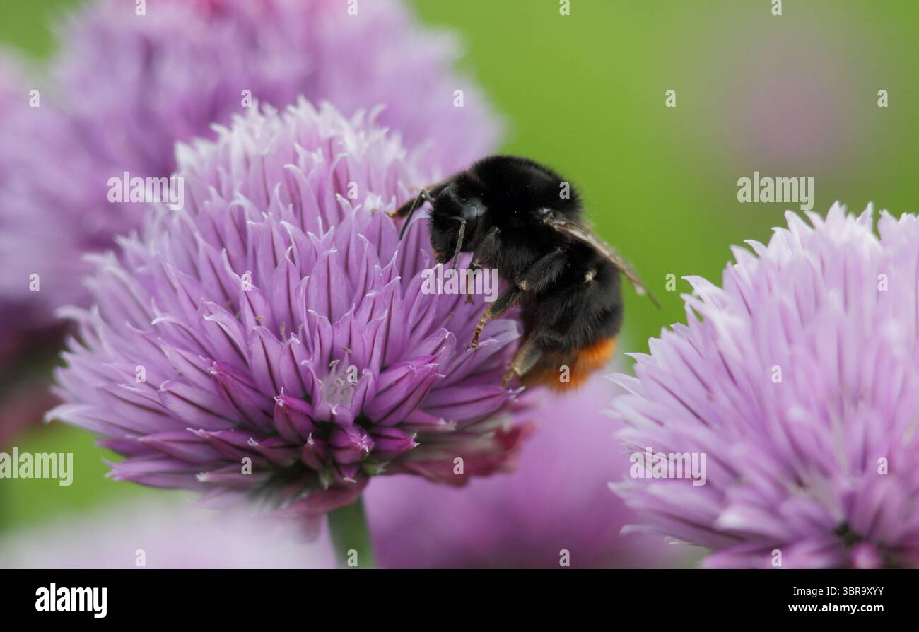 Bourdon d'abeille sur la ciboulette. Red Tail Bee, Bombus Lapidarius, sur la ciboulette, une herbe culinaire, fleurs dans une bordure de jardin de printemps tardif. ROYAUME-UNI Banque D'Images
