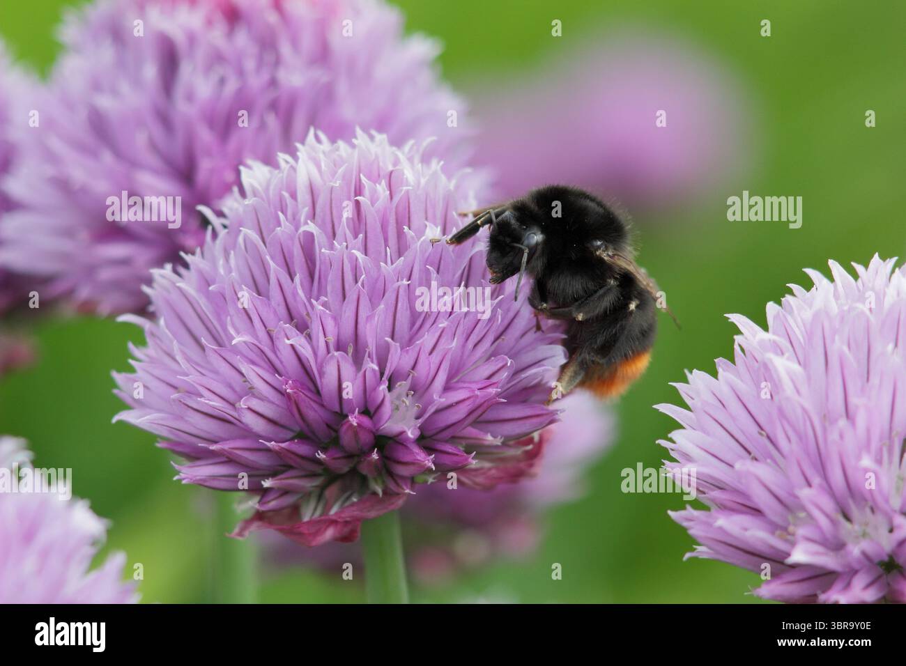 Bourdon d'abeille sur la ciboulette. Red Tail Bee, Bombus Lapidarius, sur la ciboulette, une herbe culinaire, fleurs dans une bordure de jardin de printemps tardif. ROYAUME-UNI Banque D'Images