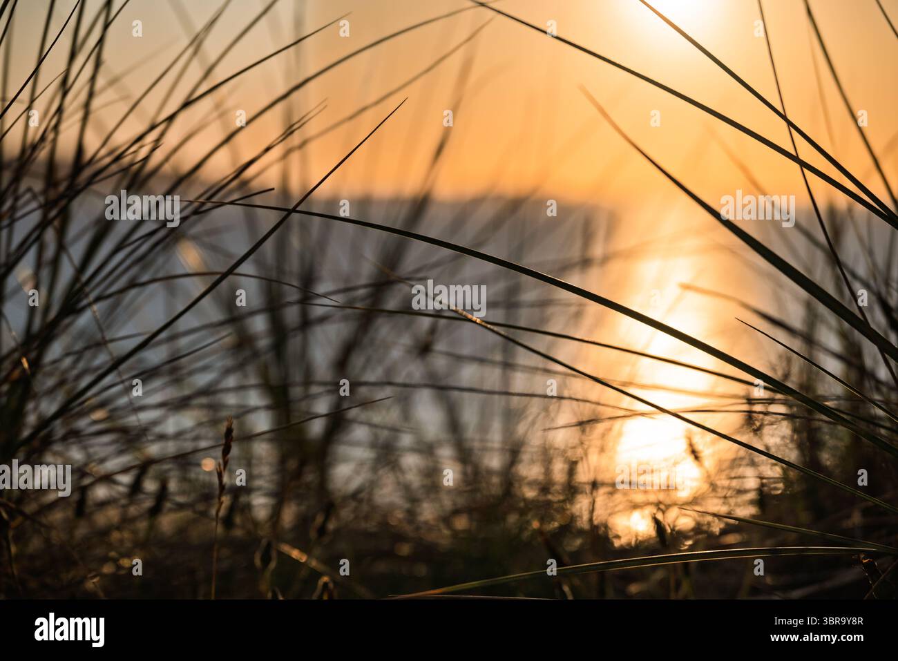 L'herbe haute est silhouettée sur un fond flou d'eau et un coucher de soleil ou lever de soleil lumineux. La lumière du soleil se reflète sur l'eau dans une lueur Banque D'Images