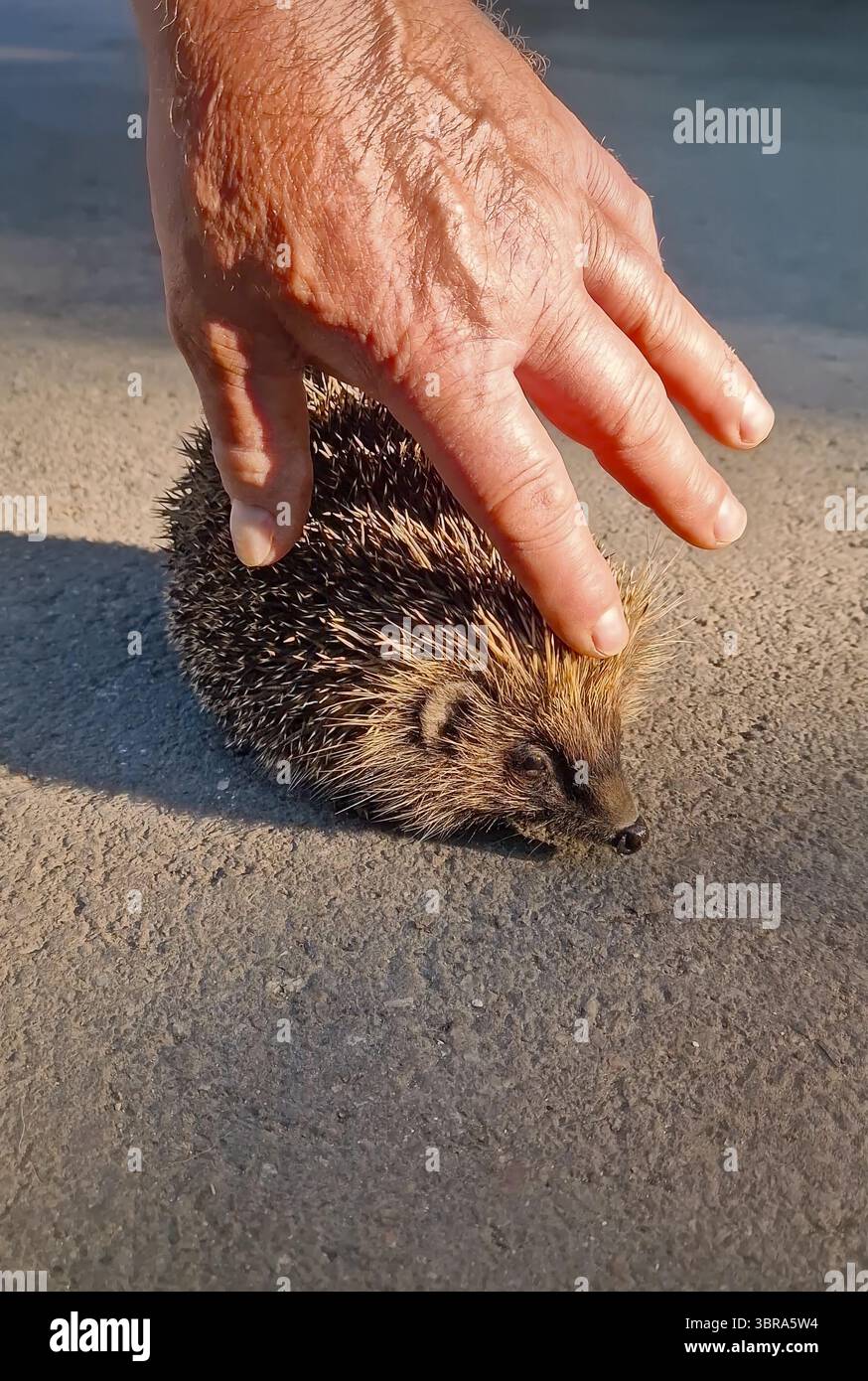 La main de la personne caresse doucement un petit hérisson reposant sur une route asphaltée chauffée par le soleil. Le manteau épi de la créature capte la douce lumière du coucher du soleil. Concept d'interp Banque D'Images