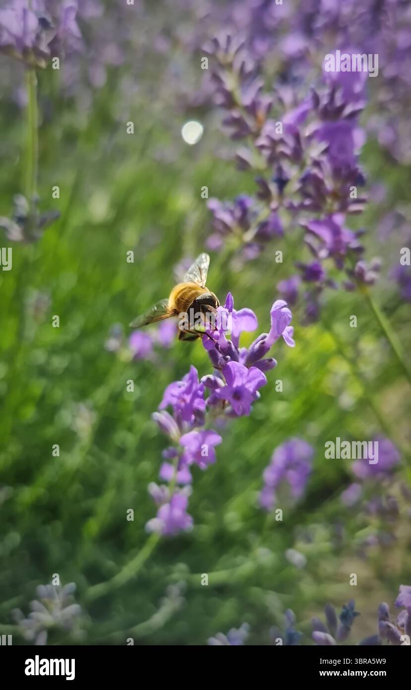 Gros plan mouche de drone commune ou de cheval perché sur fleur de lavande violette et se nourrit de pollen. Le parasite imite l'insecte mangeant lavandula Blossoms nec Banque D'Images