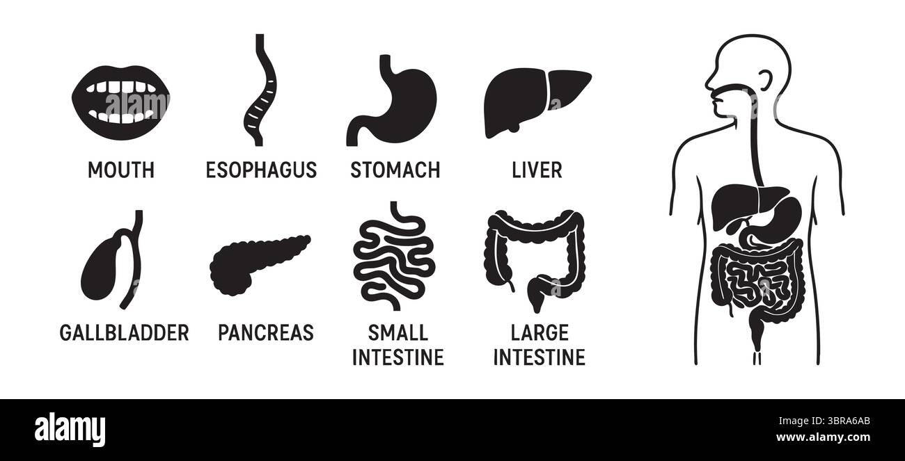 Ensemble d'icônes d'organe du système digestif humain isolé sur fond blanc illustration de silhouette noire. Concept de tractus gastro-intestinal, anato médical Illustration de Vecteur