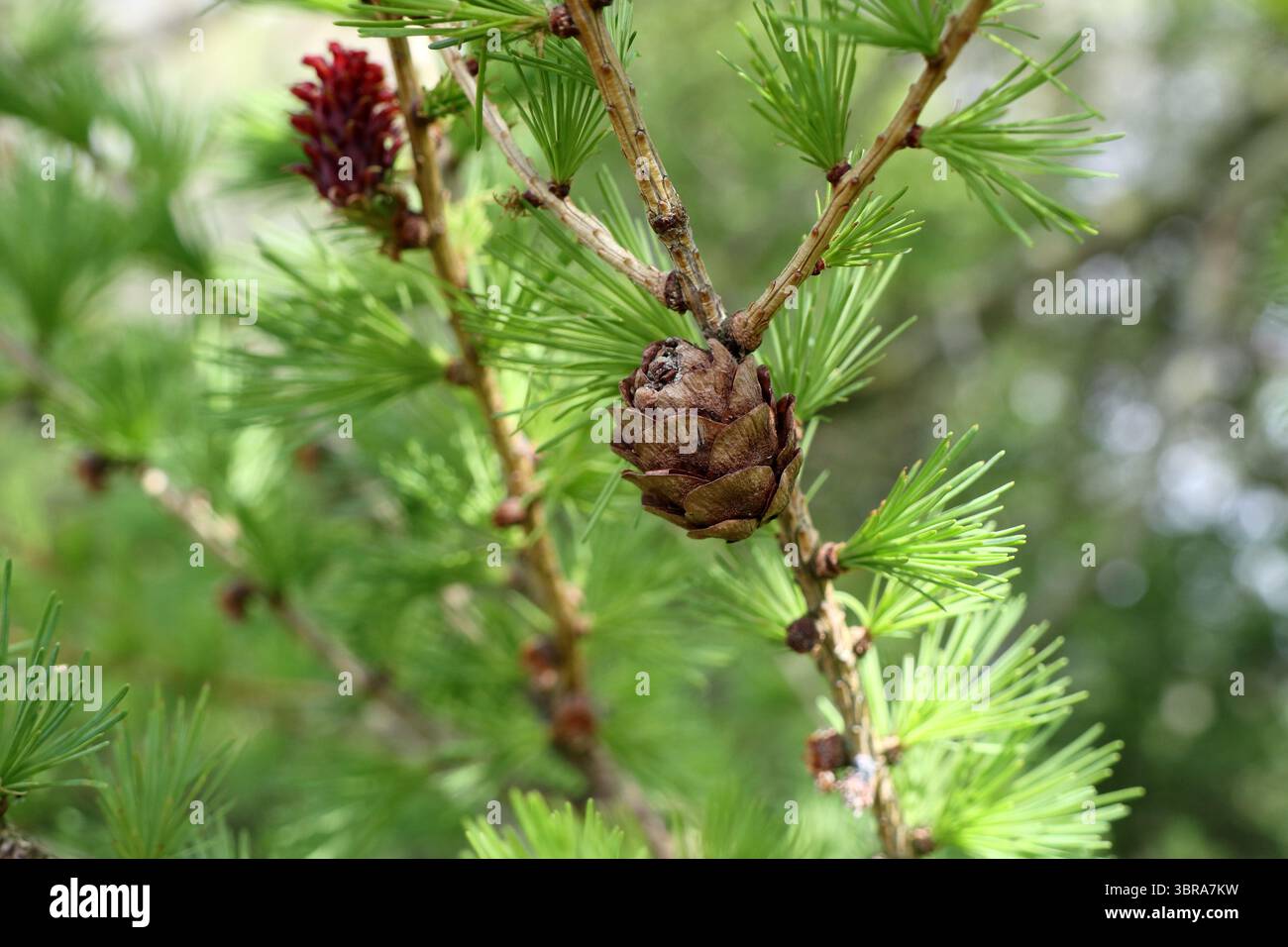 Arche mature (Larix decidua), cône avec fleur pourpre en développement en arrière-plan, Angleterre, Royaume-Uni. Les fleurs violettes se développent dans les cônes comme le Banque D'Images