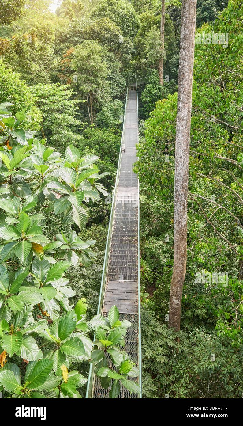Vue de la passerelle de canopée à Sepilok, Bornéo, Malaisie. Banque D'Images