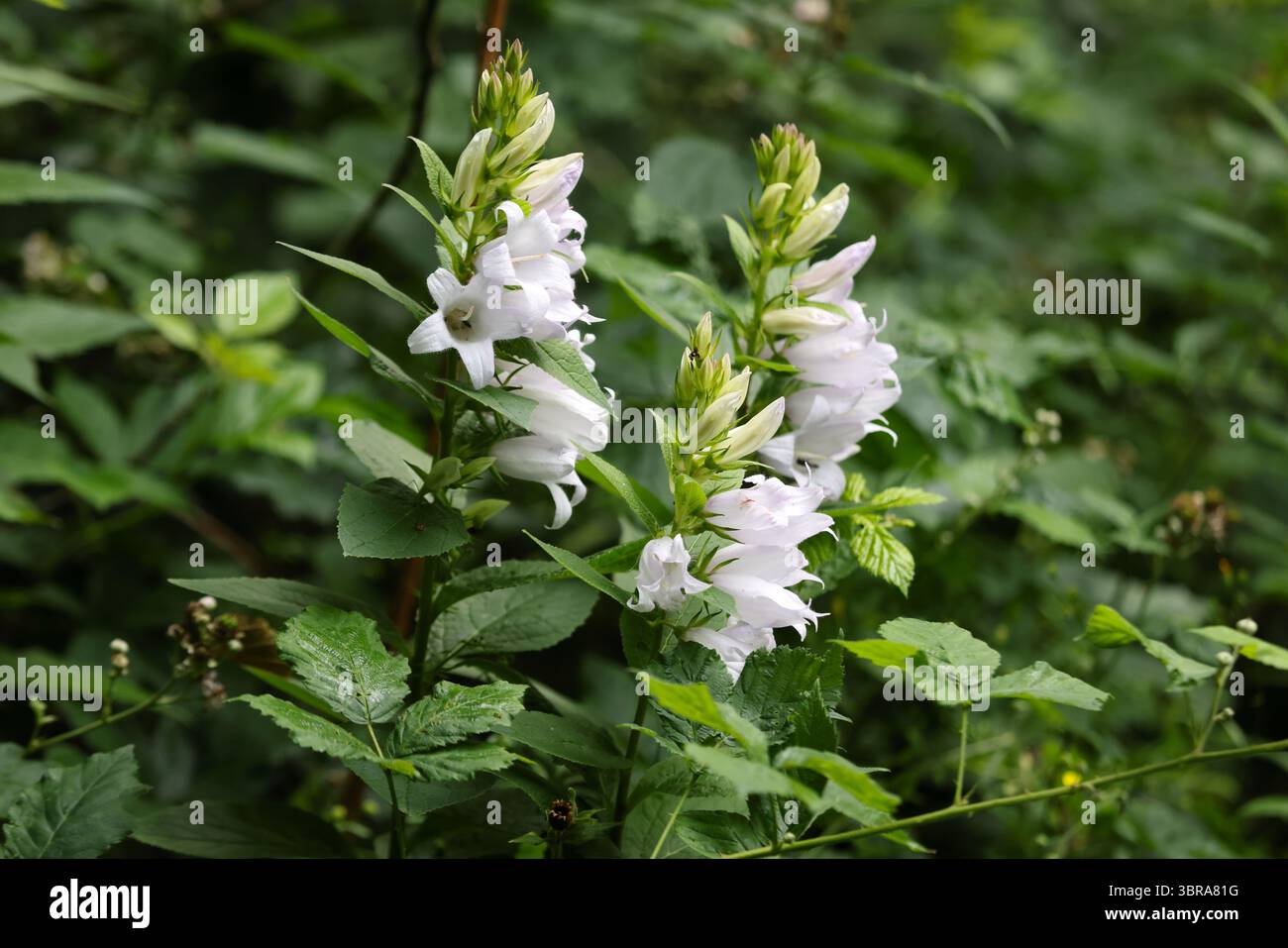 Bellflower géant (Campanula latifolium), Deepdale nature Reserve, Barnard Castle, Teesdale, County Durham, ROYAUME-UNI Banque D'Images