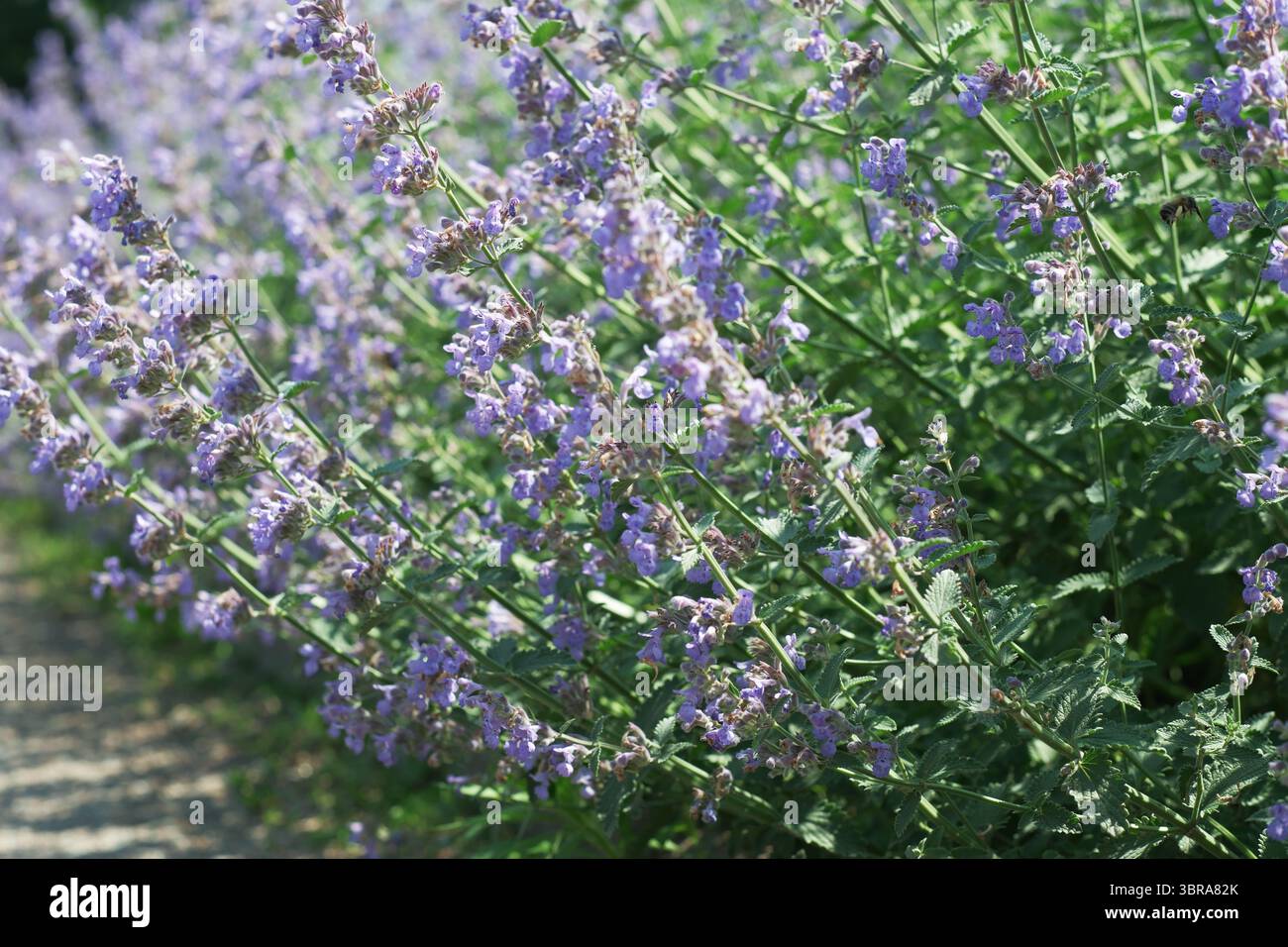 Les fleurs de lavande dansent au soleil le long d'un chemin sinueux entouré de verdure. Banque D'Images
