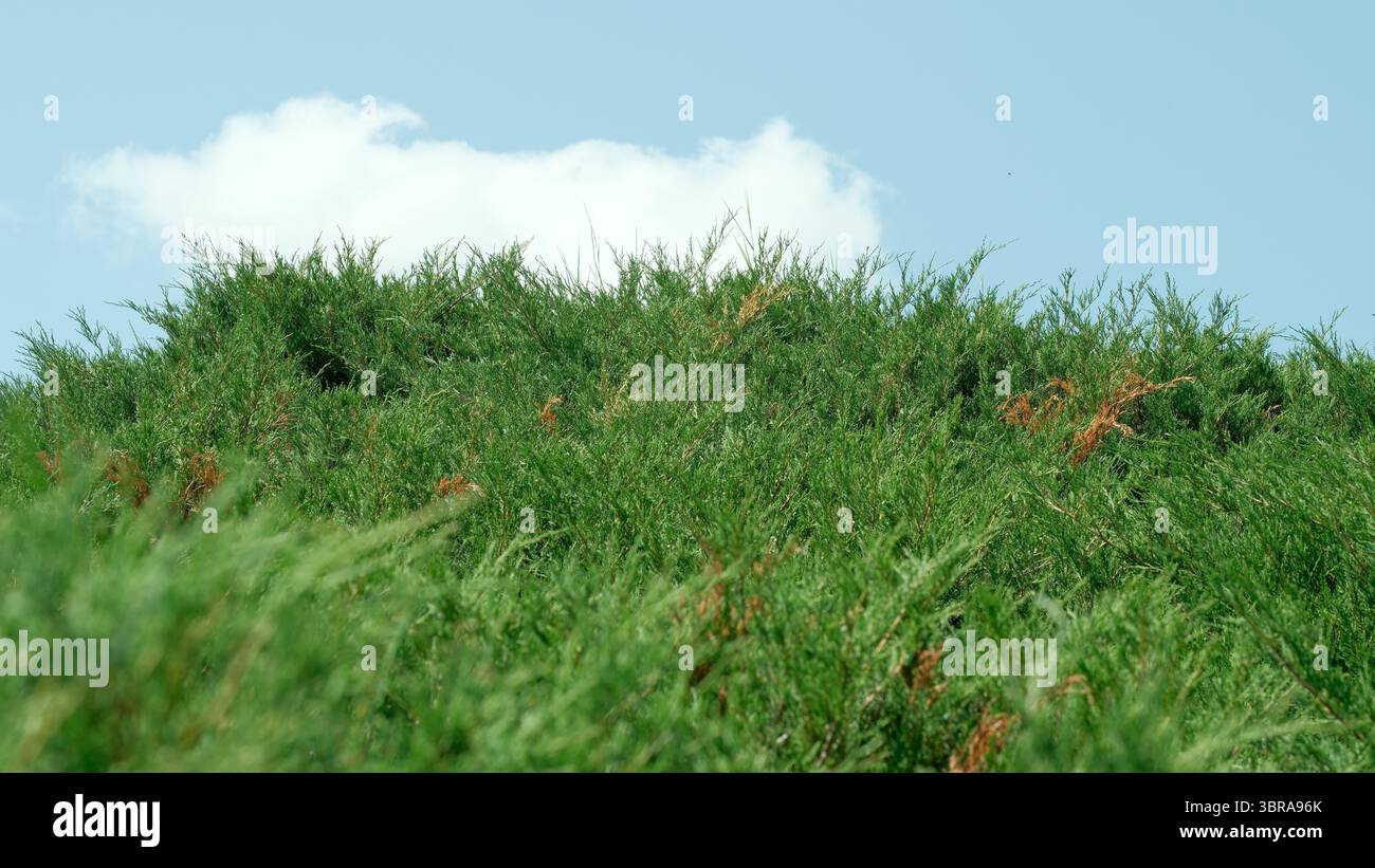 Un feuillage vert éclatant prospère sous un ciel bleu vif avec des nuages doux. Banque D'Images