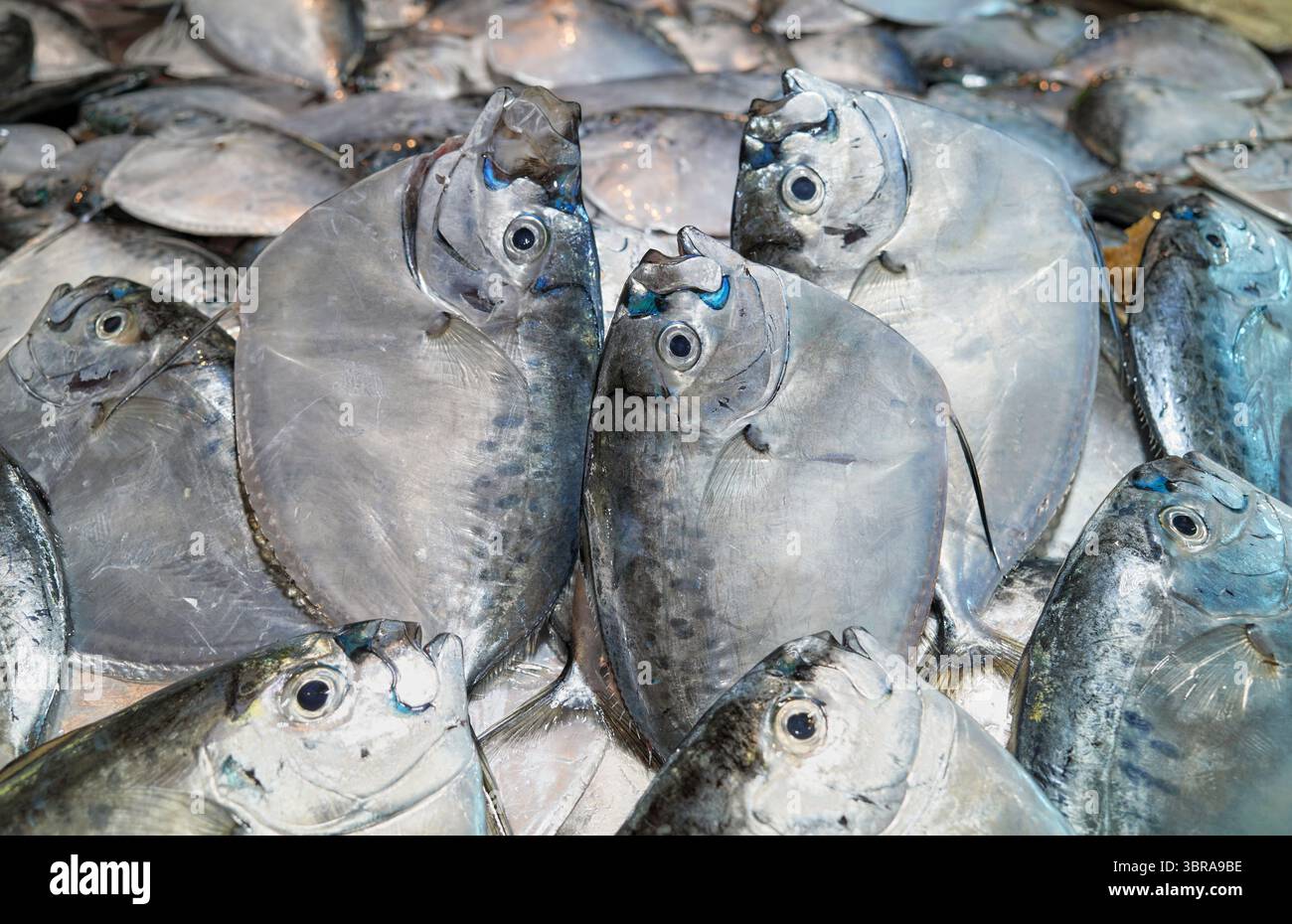 Poisson de mer fraîchement pêché sur un marché, Bornéo, Malaisie. Banque D'Images