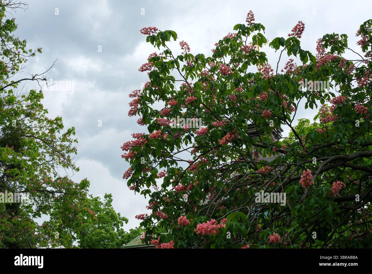 Des fleurs roses éclatent de branches vertes luxuriantes au milieu d'un fond de nuages gris. Banque D'Images