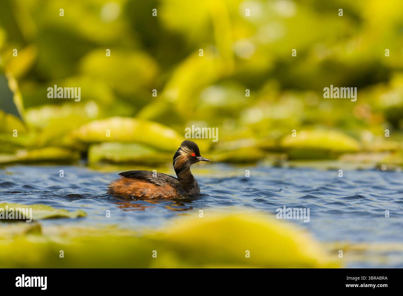 Grebe à cou noir Podiceps nigricollis, plumage de reproduction adulte natation, Delta du Danube, Roumanie, juin Banque D'Images