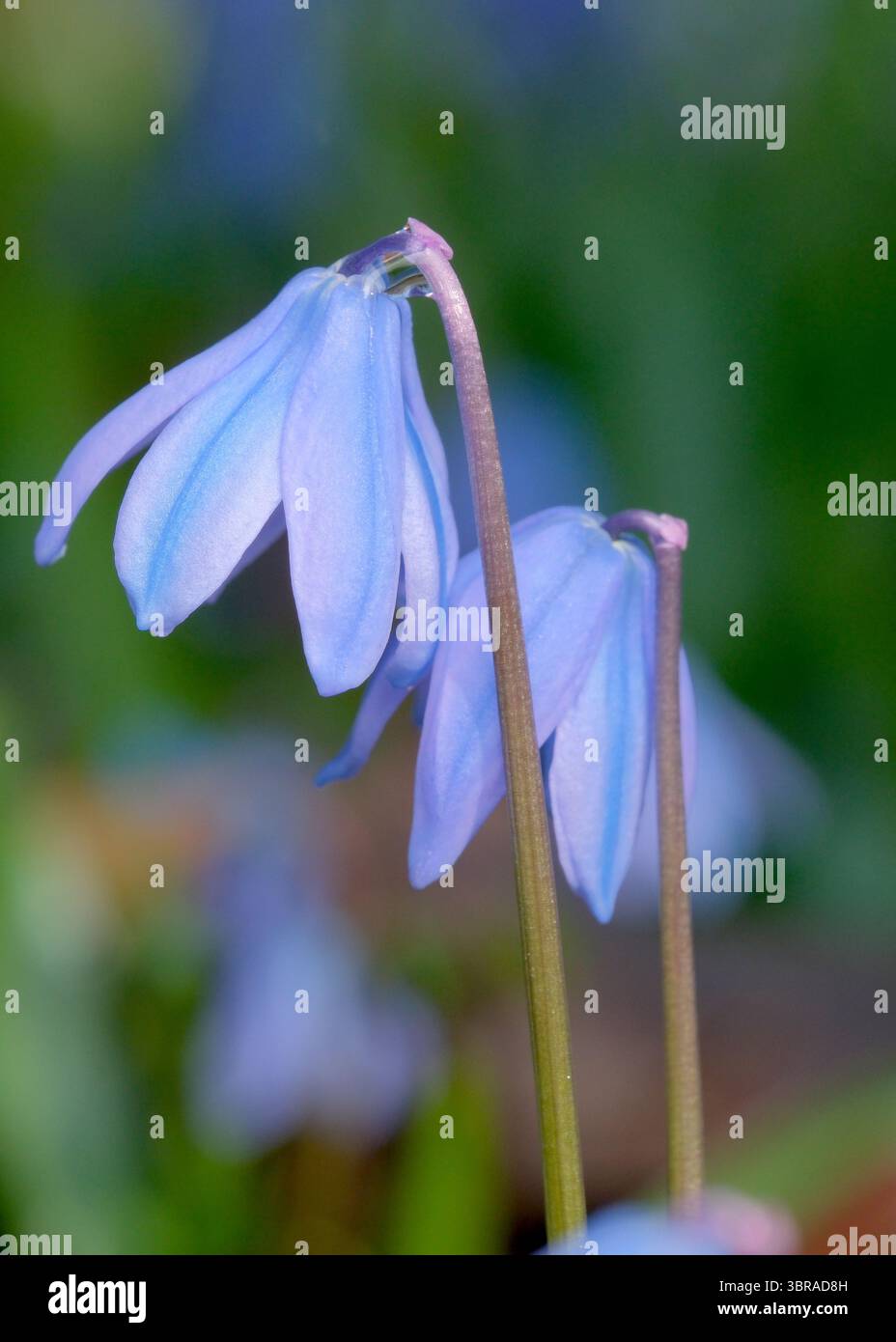 Deux fleurs bleues se plient à la lumière du soleil, créant une ambiance sereine. Banque D'Images