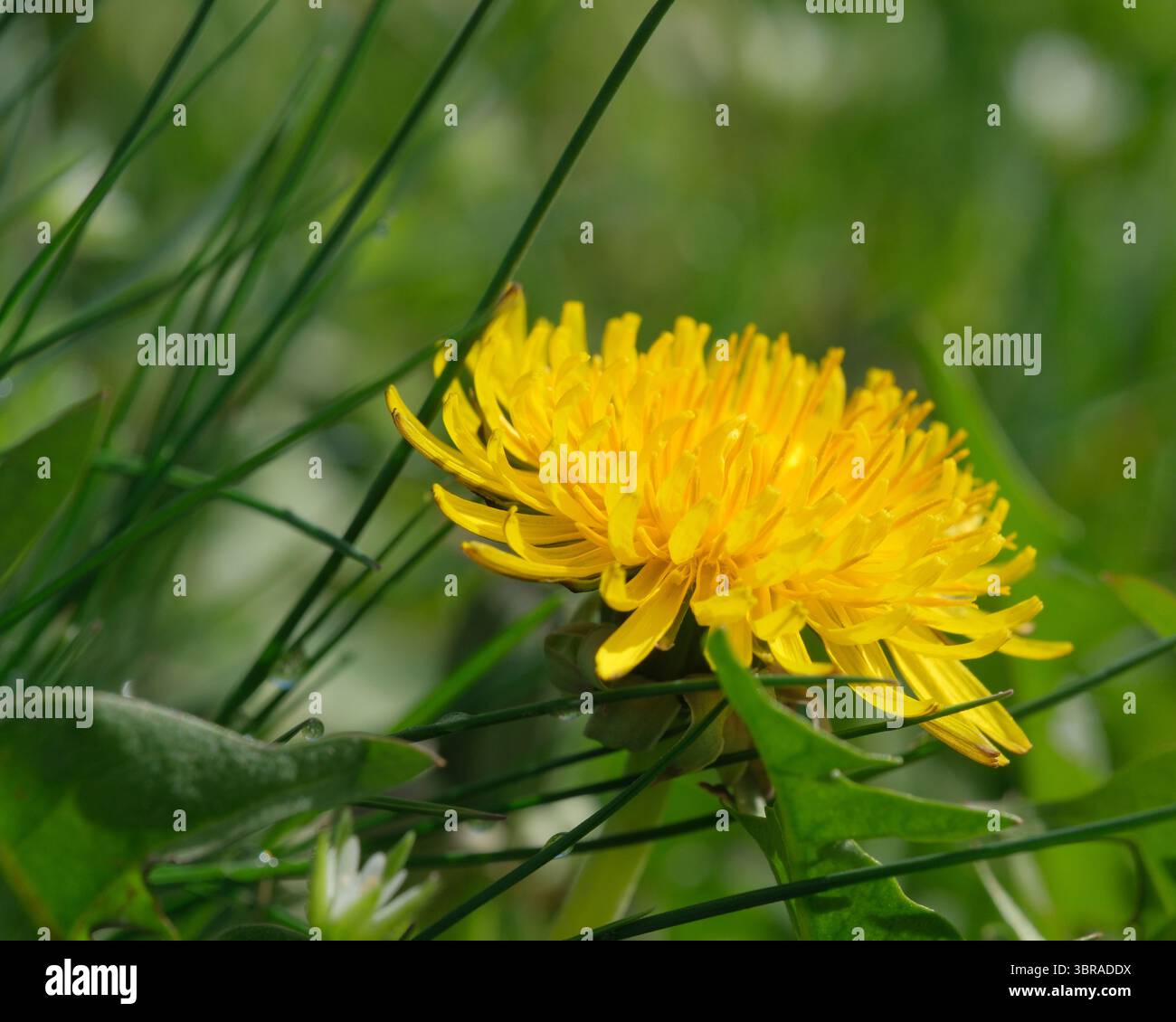 Une floraison jaune éclatante prospère au milieu de l'herbe verte luxuriante par une journée ensoleillée. Banque D'Images