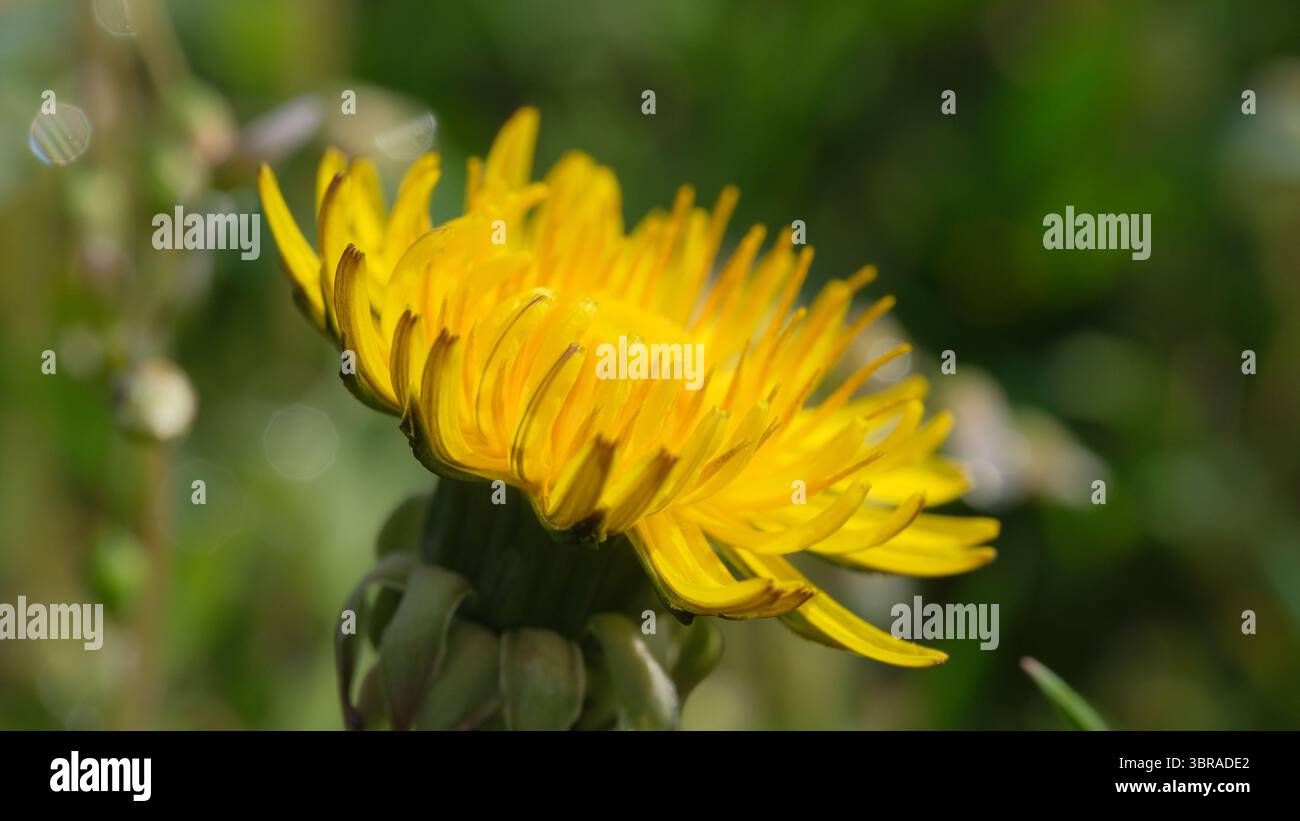 Un pissenlit jaune vif prospère à la lumière du soleil au milieu d'une végétation luxuriante. Banque D'Images