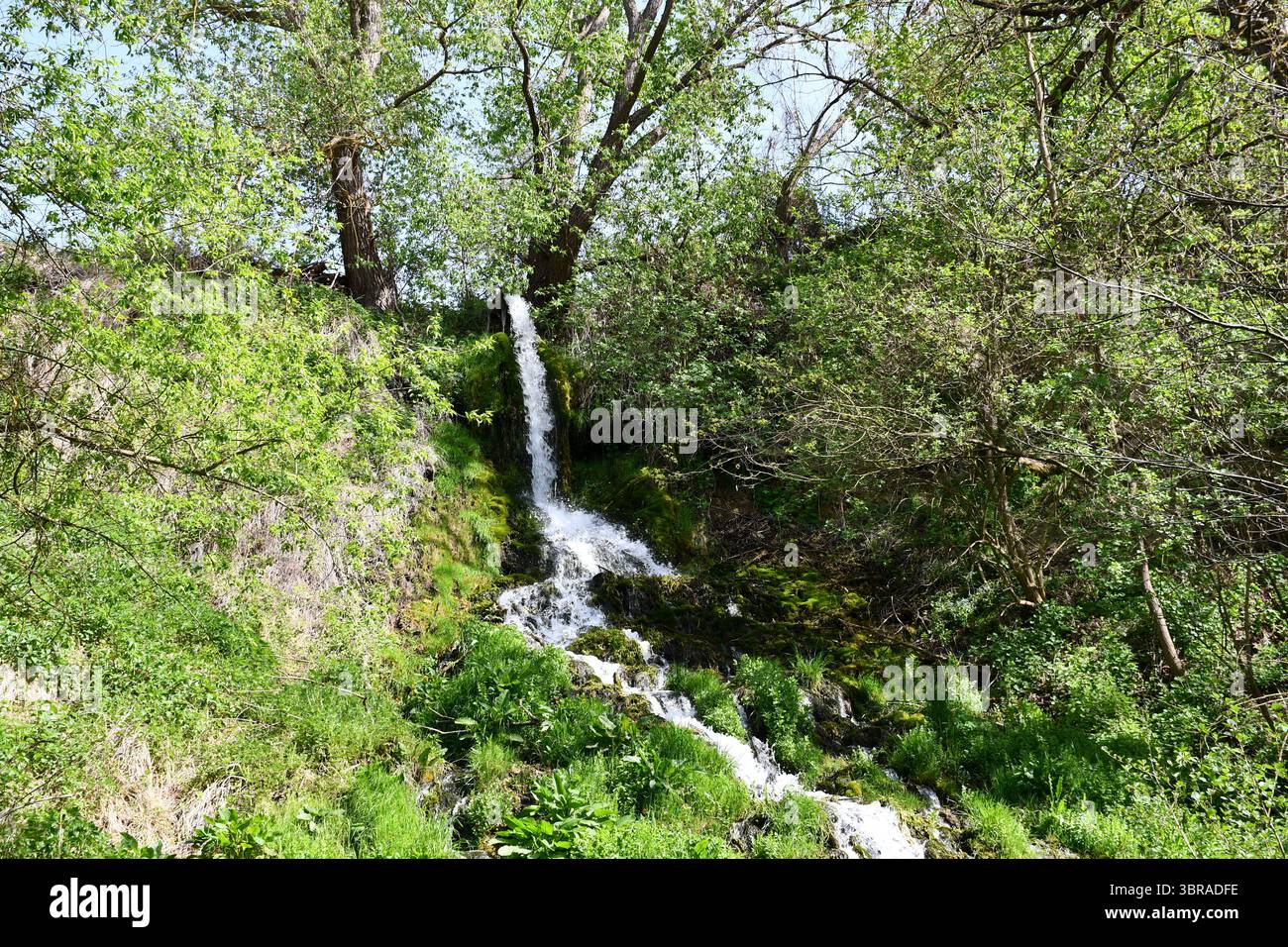 Une petite cascade descend une pente moussue entourée d'arbres verts denses et de végétation sauvage, capturant l'essence paisible d'un front intact Banque D'Images