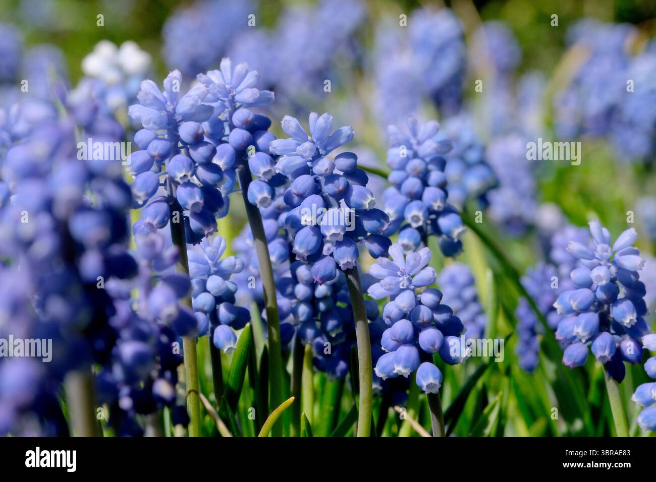 Des grappes vibrantes de fleurs bleues balancent doucement dans la brise chaude du printemps. Banque D'Images