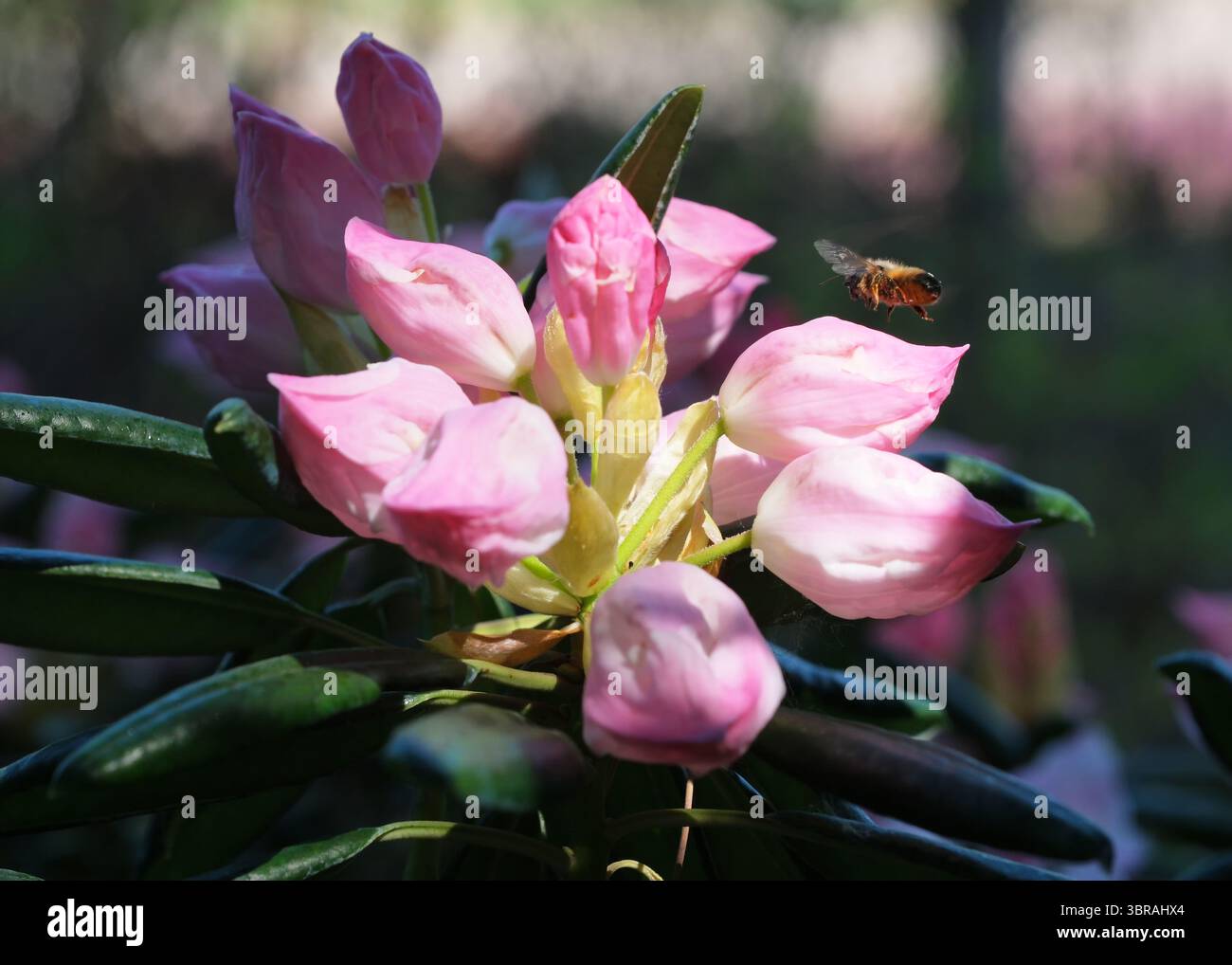 De délicieuses fleurs roses attirent les abeilles occupées par un après-midi ensoleillé. Banque D'Images