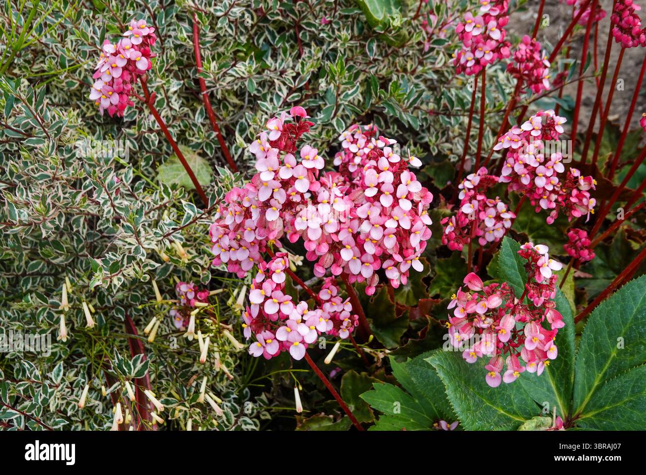 Grappes de fleurs de calico roses Banque D'Images
