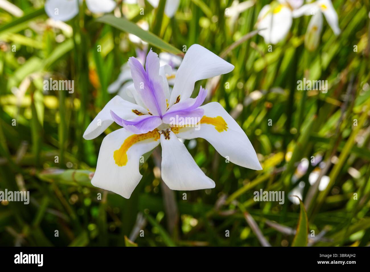 Soleil matinal sur Lavender Iris Cluster Banque D'Images