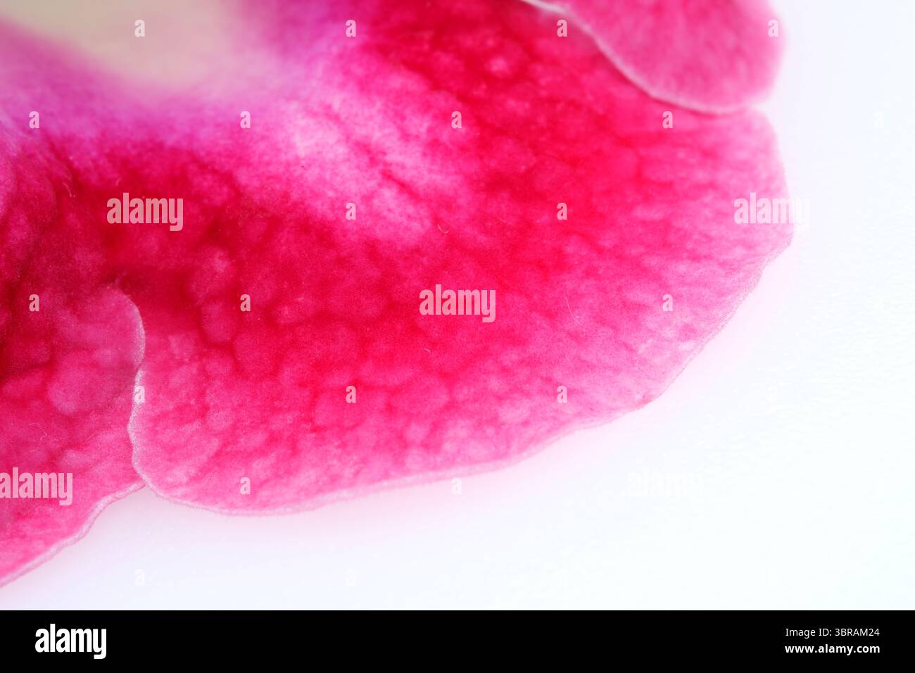 Pétale rose coloré révèle des motifs complexes et des bords doux sous la lumière. Banque D'Images