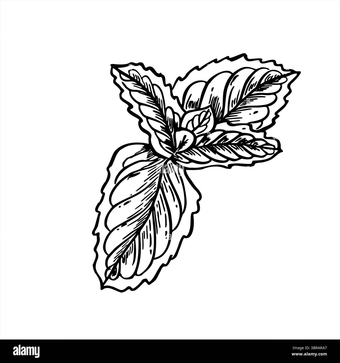 Branche de menthe fraîche avec de jeunes feuilles vue de dessus monochrome illustration vectorielle. Croquis de branche melissa noir et blanc détaillé pour les produits biologiques Illustration de Vecteur