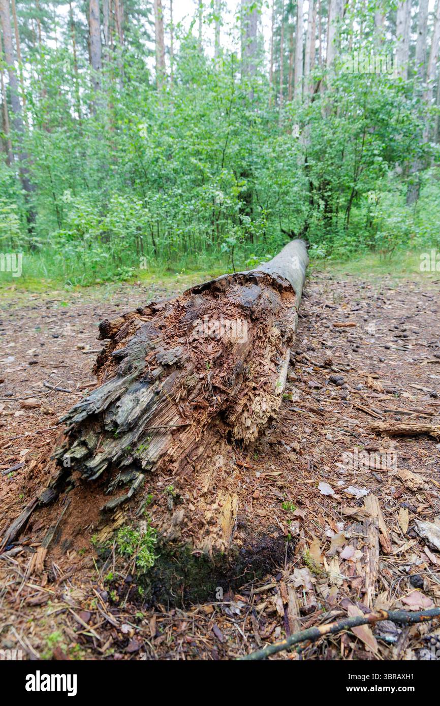 Une grande bûche en décomposition se trouve sur le sol forestier, entourée de débris naturels et de sous-bois verts, mettant en valeur le cycle de la nature. Banque D'Images