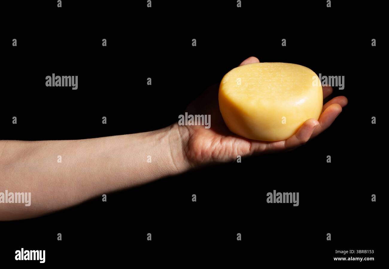 roue de fromage en main sur fond noir Banque D'Images