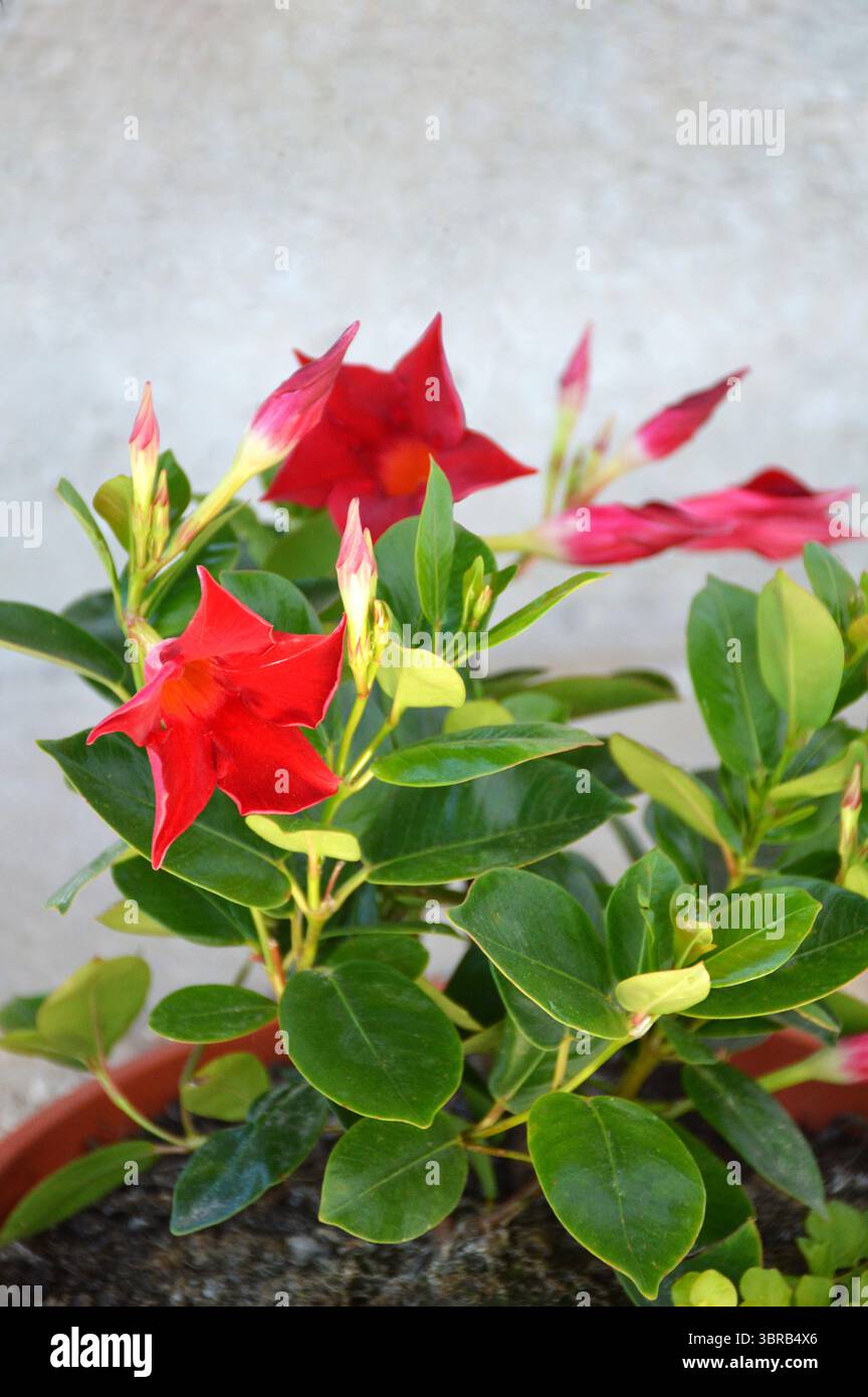 Dipladenia rouge, plante à fleurs tropicales Banque D'Images Dipladenia rouge, plante à fleurs tropicales Banque D'Images