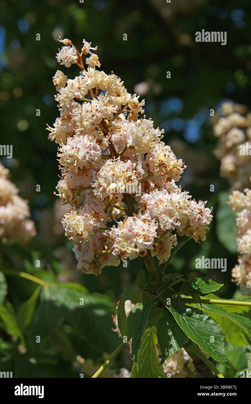 Châtaignier de cheval, châtaignier de cheval, marrons de cheval européens, Buckeye, ou fleurs d'arbre de Conker, Aesculus hippocastanum, Sapindaceae. Un grand arbre. Banque D'Images