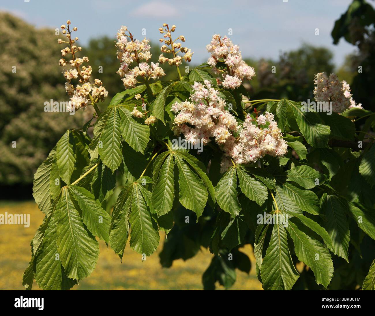 Châtaignier de cheval, châtaignier de cheval, marrons de cheval européens, Buckeye, ou fleurs d'arbre de Conker, Aesculus hippocastanum, Sapindaceae. Un grand arbre. Banque D'Images