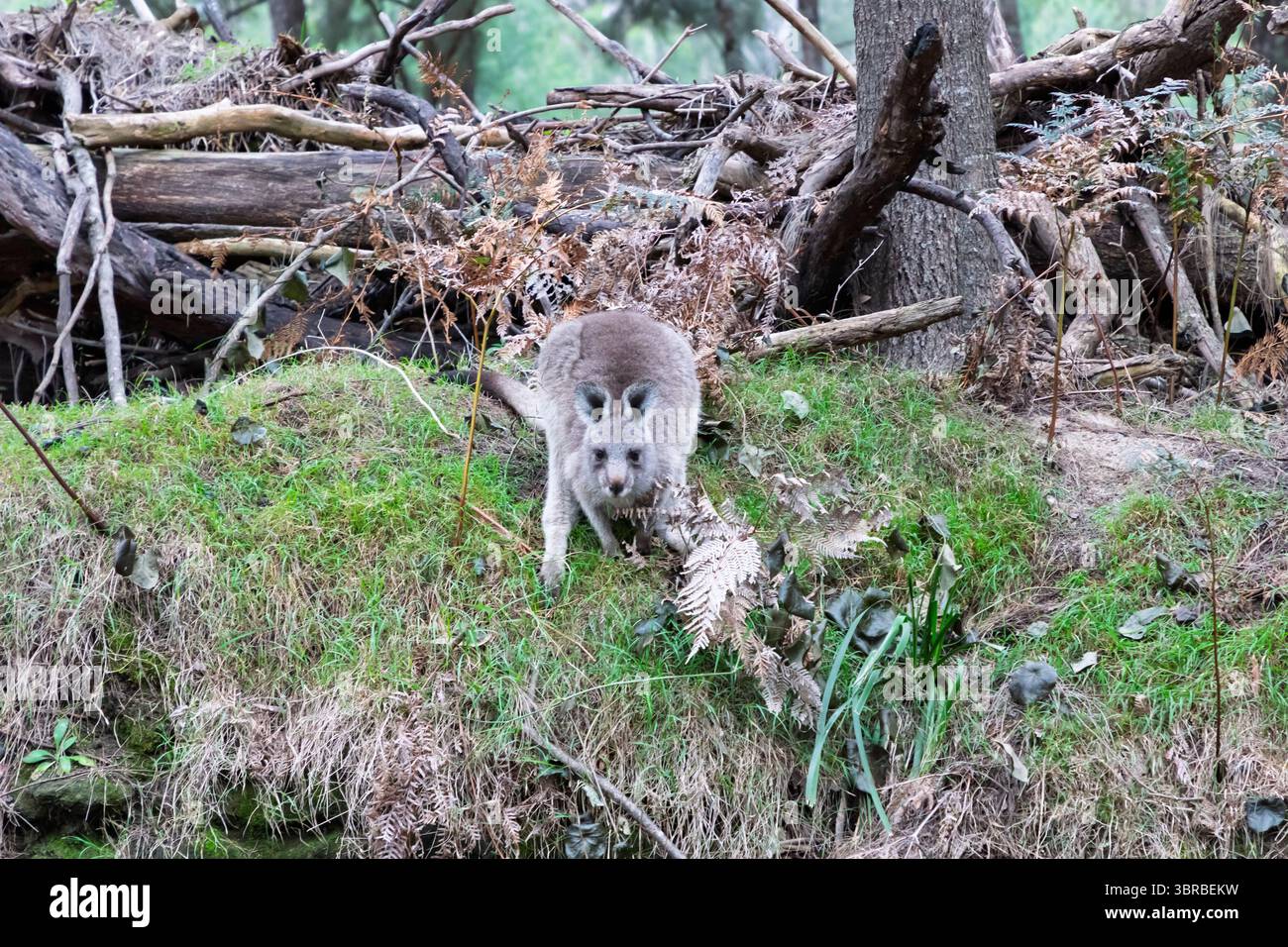 Photographie d'un petit wallaby assis et mangeant sur une pente herbeuse dans la vallée de Capertee dans le parc national de Wollemi en Australie. Banque D'Images