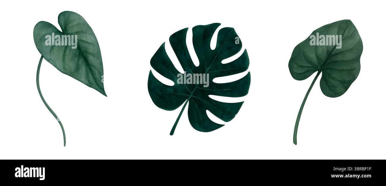 Ensemble d'éléments botaniques à l'aquarelle – palmiers, feuilles et fleurs sur fond blanc Banque D'Images Ensemble d'éléments botaniques à l'aquarelle – palmiers, feuilles et fleurs sur fond blanc Banque D'Images