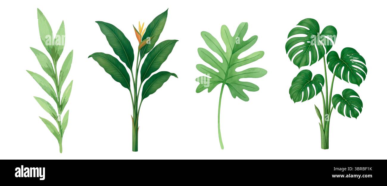 Ensemble d'éléments botaniques à l'aquarelle – palmiers, feuilles et fleurs sur fond blanc Banque D'Images Ensemble d'éléments botaniques à l'aquarelle – palmiers, feuilles et fleurs sur fond blanc Banque D'Images