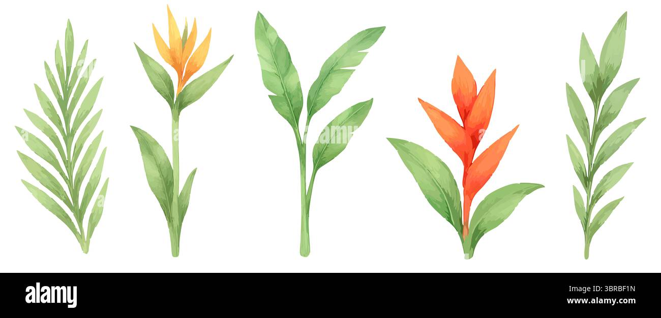 Ensemble d'éléments botaniques à l'aquarelle – palmiers, feuilles et fleurs sur fond blanc Banque D'Images Ensemble d'éléments botaniques à l'aquarelle – palmiers, feuilles et fleurs sur fond blanc Banque D'Images