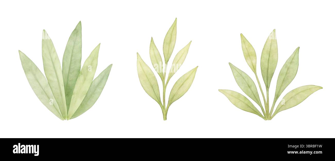 Ensemble d'éléments botaniques à l'aquarelle – palmiers, feuilles et fleurs sur fond blanc Banque D'Images Ensemble d'éléments botaniques à l'aquarelle – palmiers, feuilles et fleurs sur fond blanc Banque D'Images