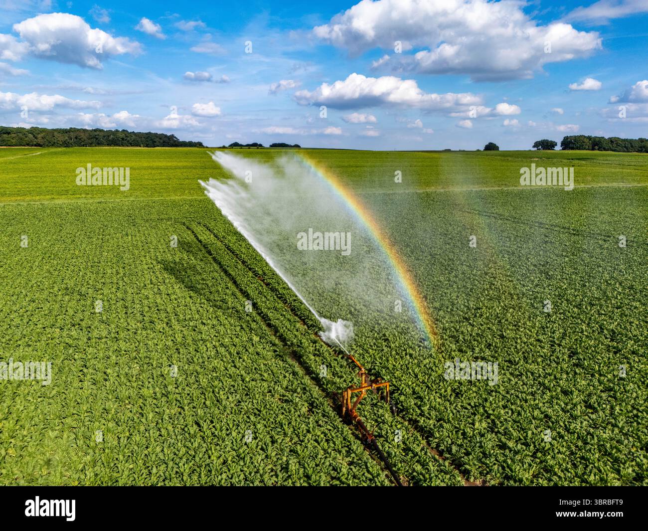 Irrigation artificielle avec un système d'arrosage sur un champ où sont cultivées des betteraves sucrières, près de Rheurdt, Bas-Rhin, Rhénanie du Nord-Westphalie, Allemagne Banque D'Images