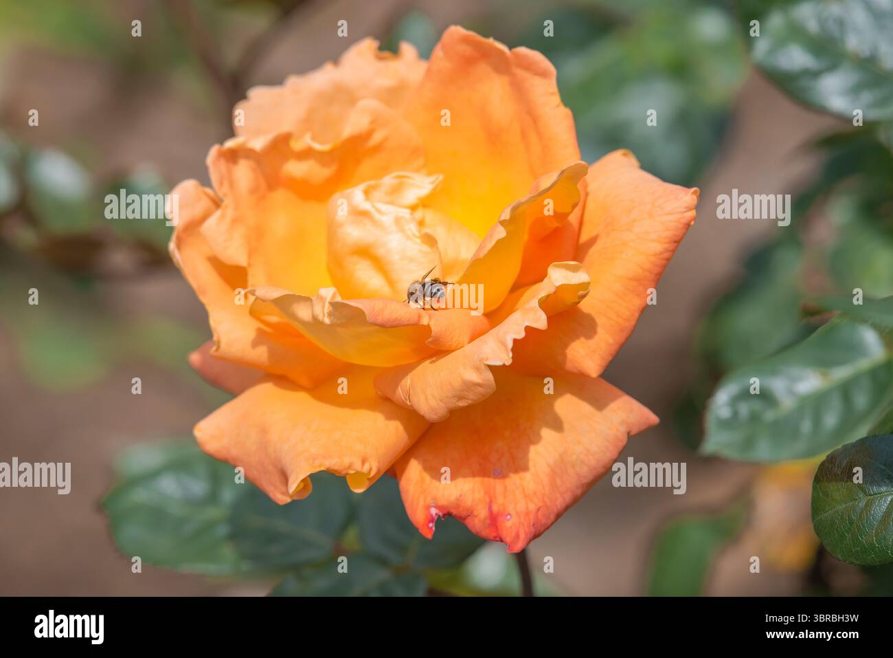 belle fleur de rose en gros plan Banque D'Images