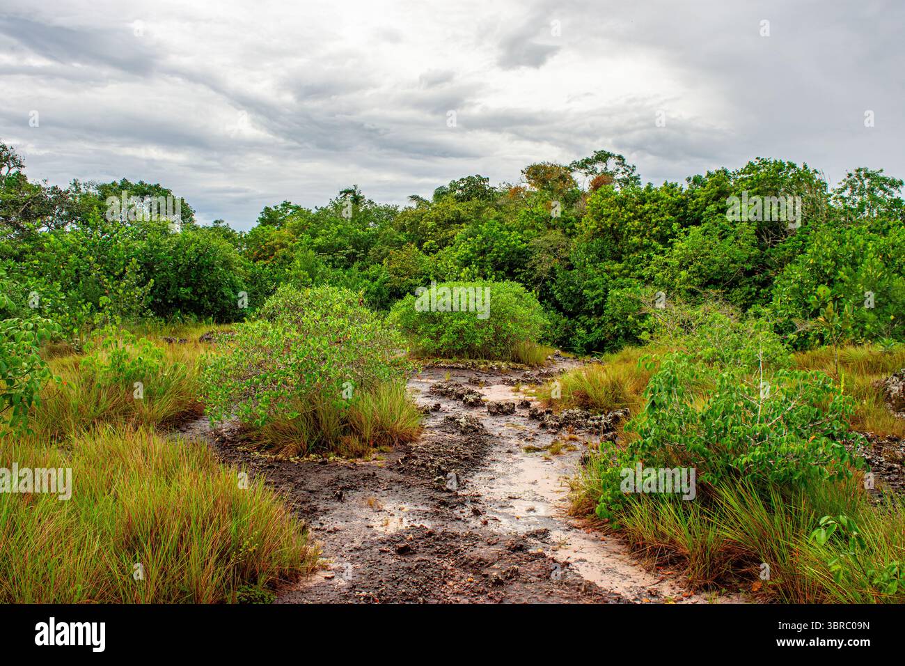 Une vue panoramique sur la verdure luxuriante et le terrain rocheux à Guaviare, Colombie, idéal pour les amoureux de la nature et les amateurs d'aventure. Banque D'Images