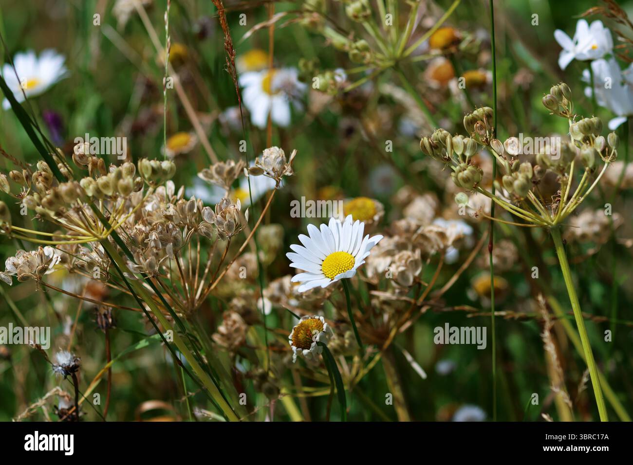 Gros plan d'une Marguerite Oxeye dans un habitat naturel, entourée de têtes de graines de Hogweed séchées, montrant les couleurs et textures typiques des prairies du milieu de l'été. Banque D'Images