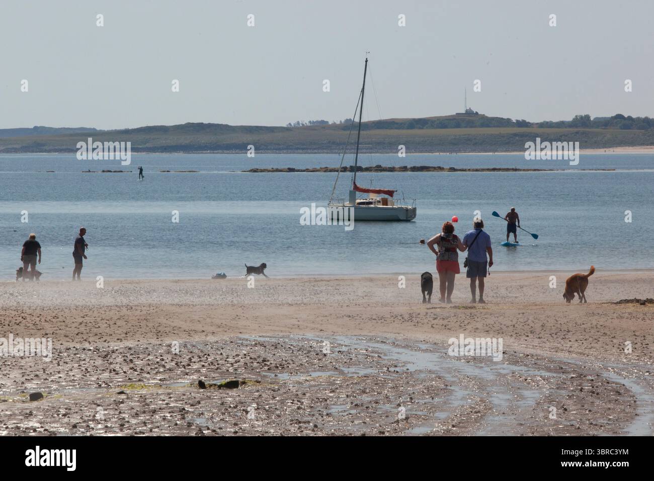 Météo britannique, 11 juillet 2025 : sur la côte du Northumberland, les températures de canicule de 23 degrés se sont avérées parfaites pour les amateurs de plage à Beadnell Bay. Les promeneurs de chiens et les bordures de paddle ont apprécié le soleil du matin à marée basse avec vue sur Snook point. Crédit : Anna Watson/Alamy Live News Banque D'Images