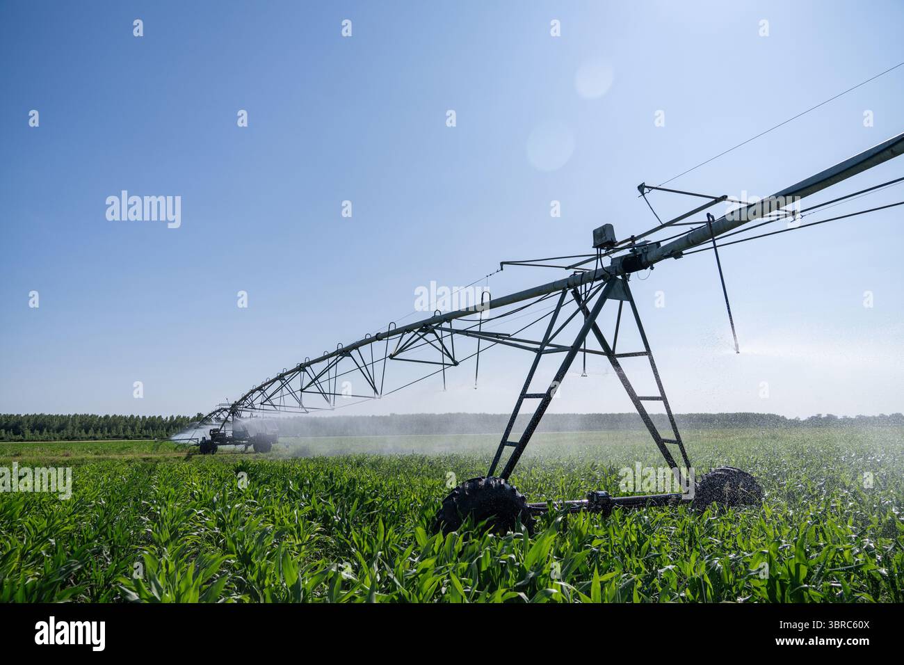 Système agricole d'irrigation à pivot sur champ de maïs Banque D'Images Système agricole d'irrigation à pivot sur champ de maïs Banque D'Images