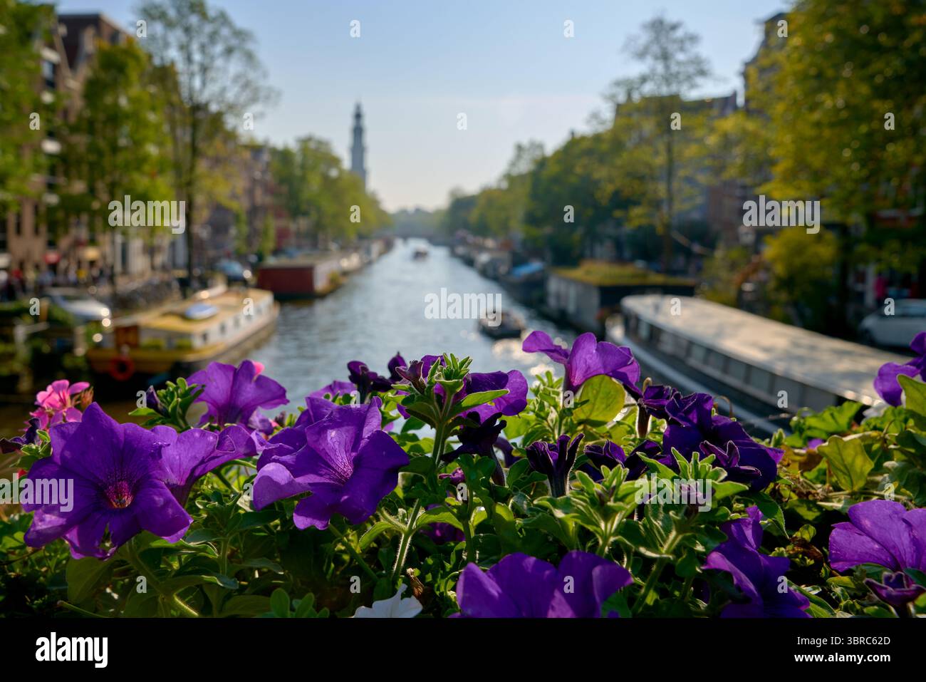 Fleurs sur un pont du canal Prinsenstraat Amsterdam. Fleurs sur un pont sur le canal Prinsenstraat avec la tour de l'église Westerkerk en arrière-plan Banque D'Images