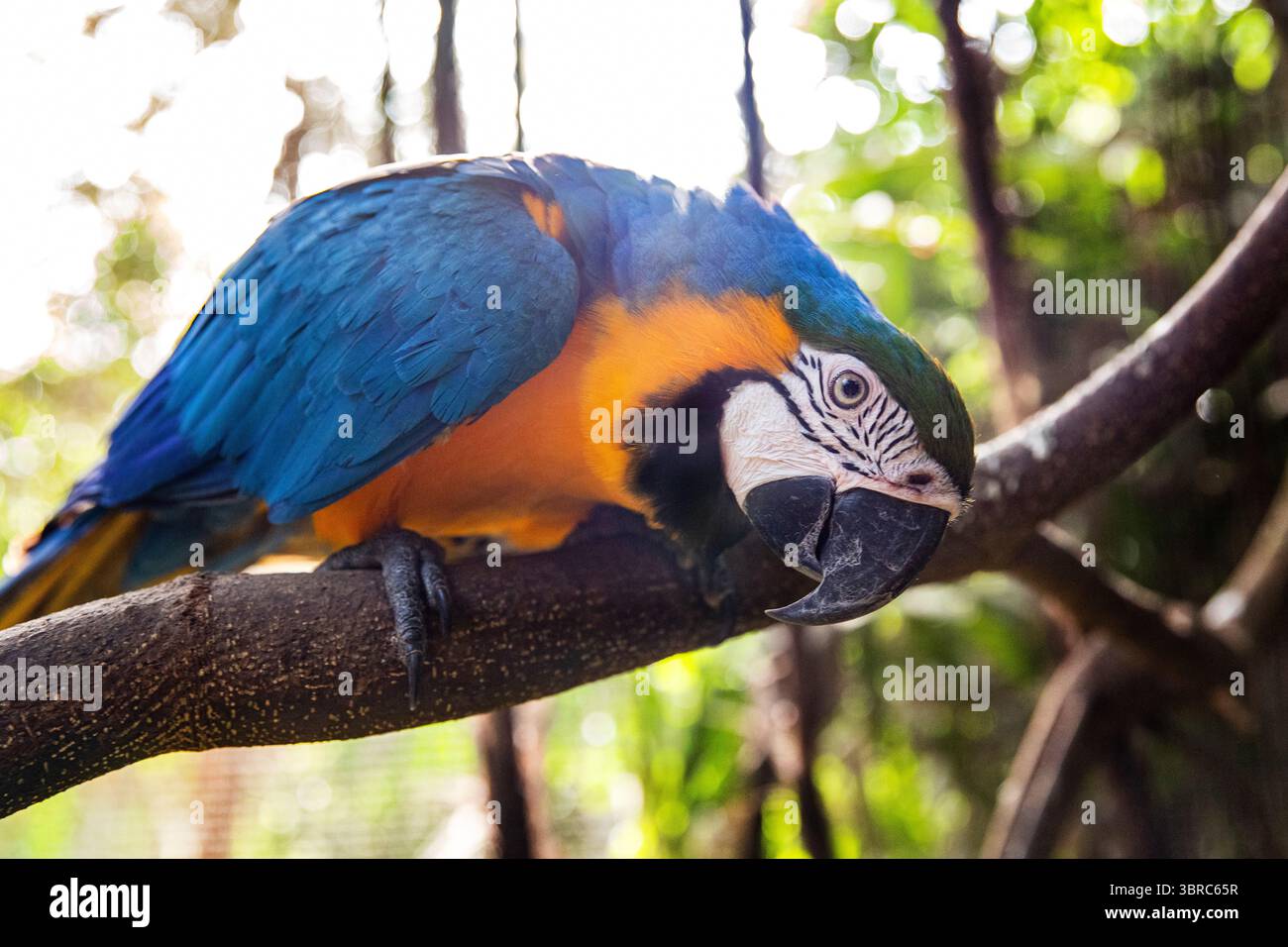 Macaw's Perch, reposant dans un environnement ensoleillé. Aras de perroquet d'oiseau Banque D'Images Macaw's Perch, reposant dans un environnement ensoleillé. Aras de perroquet d'oiseau Banque D'Images