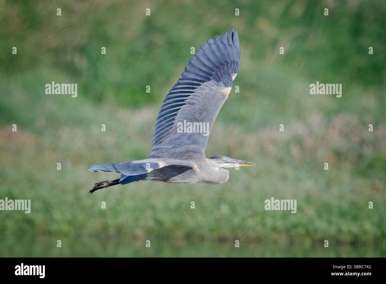 Un grand héron bleu vole bas au-dessus de l'étang près de Liberty Lake, Washington. Banque D'Images