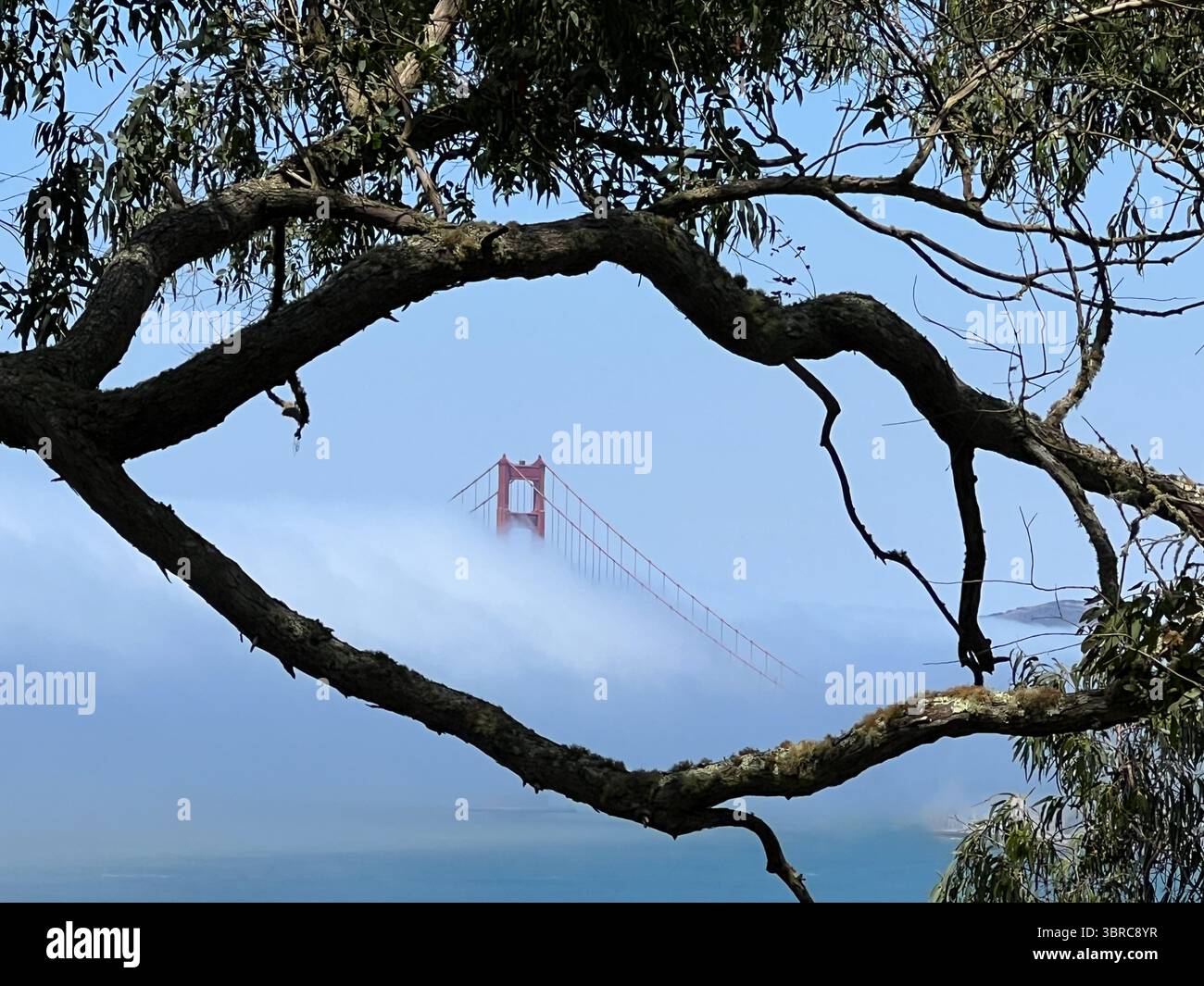 Le Golden Gate Bridge vu à travers des branches d'arbres par un matin d'été brumeux depuis Lands End Trail, près de Legion of Honor, San Francisco, Californie. - Image de stock capturée avec un smartphone