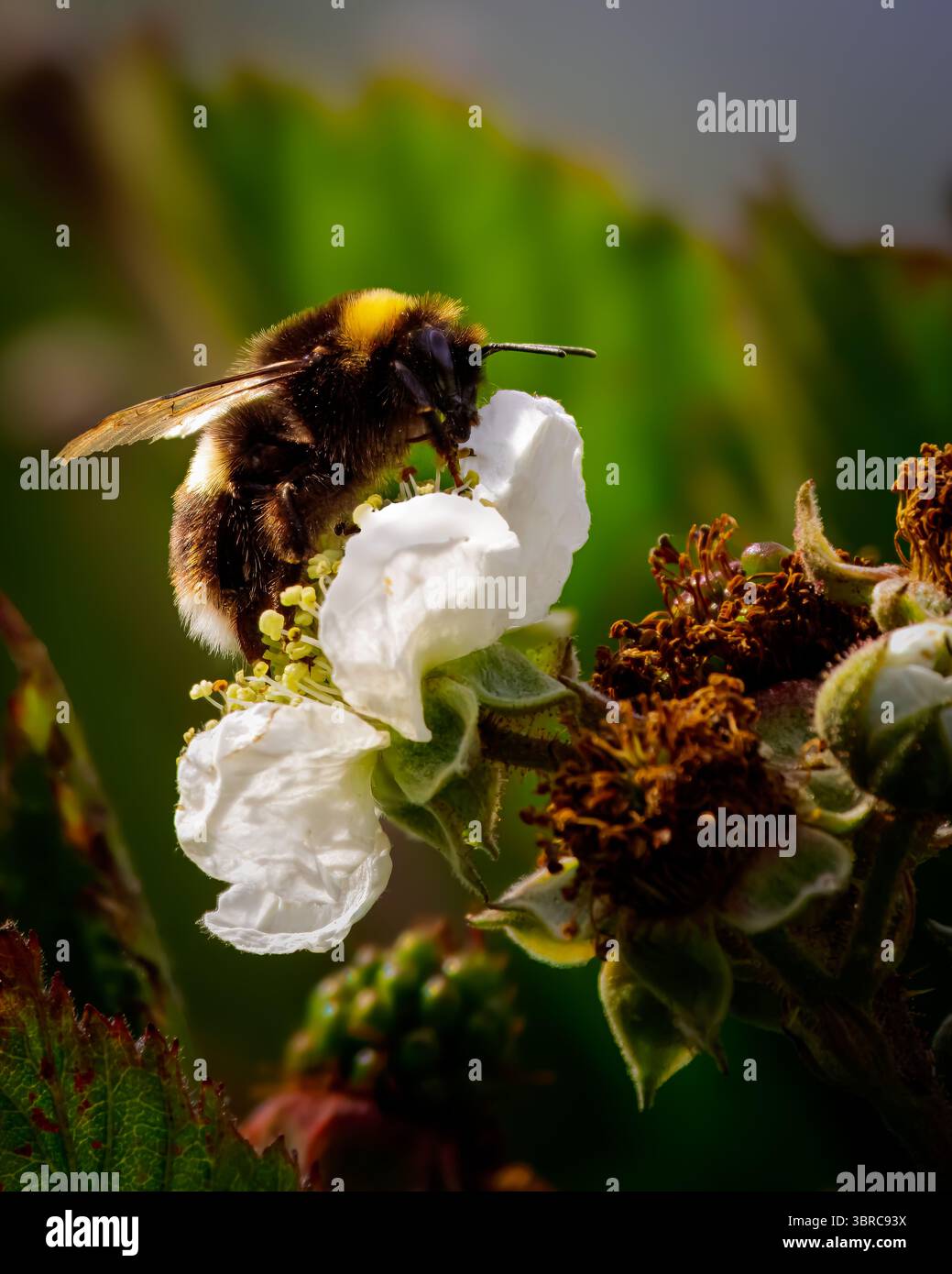Alimentation des abeilles sur la fleur de framboise, Stakeford, Northumberland juin 2025. Banque D'Images