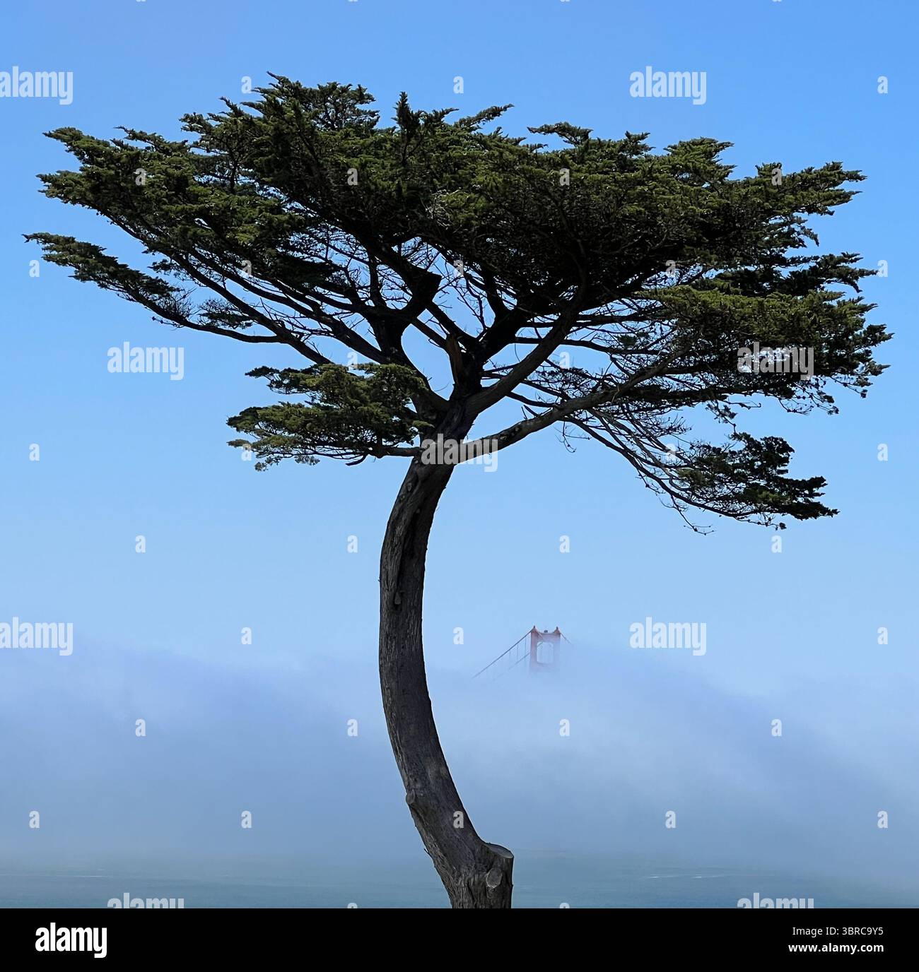 Pont Golden Gate vu à travers un arbre côtier isolé par un matin d'été brumeux depuis Lands End Trail près de la Legion of Honor, San Francisco, Californie - Image de stock capturée avec un smartphone